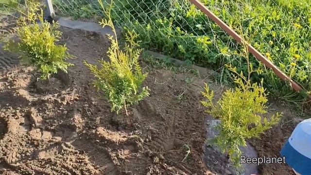 🔥 Картошка с мясом в казане на огне, выкорчёвываем об?