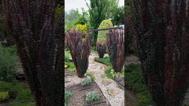 Чи потрібно формувати колоноподібний барбарис