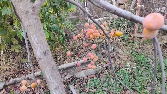 Хурма в Одесской области  состояние плодов и дерева в ?