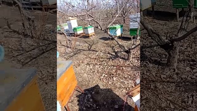 Снятие роя с любого дерева. Простой способ для начинаю