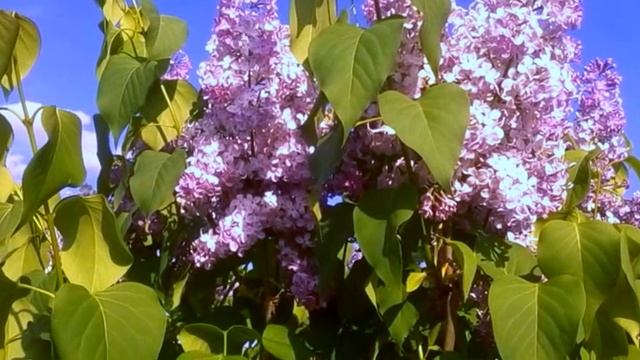 СИРЕНЬ ПОД НЕБОМ ГОЛУБЫМ