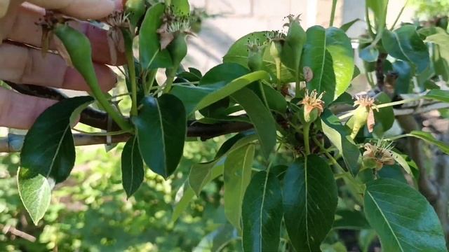 Обзор моих деревьев на шпалерах. Будет ли урожай в это?