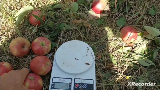 Яблуня Чемпіон (Champion)