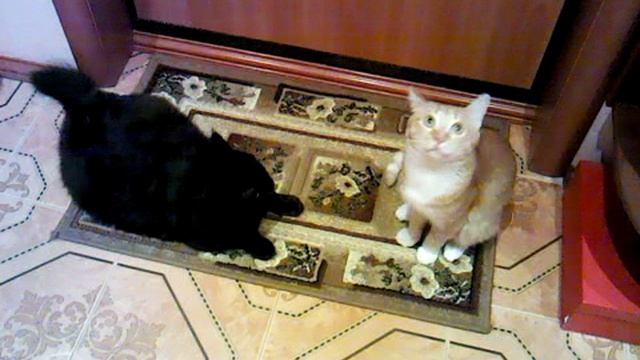 Mои красавцы.3gp