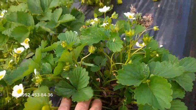 Ремонтантные сорта клубники, НСД