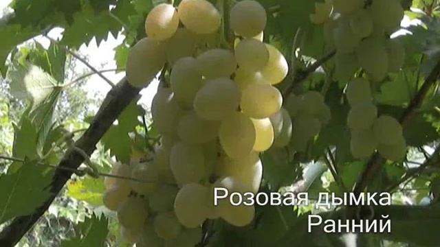 3cfaf51e8fded572ac2e065c8d8a7e37