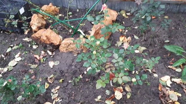 166.#Садовые работы в октябре//Установка дуг//Первый сне?