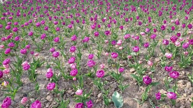 Отцвели тюльпаны! Не забудьте сделать это!