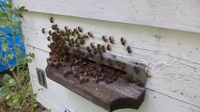 Что такое феромоны или пахучее вещество. Это пахучие в