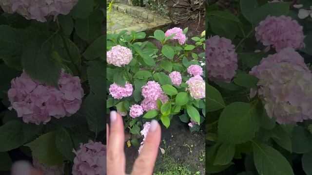 Почему один сорт гортензий выглядит по-разному