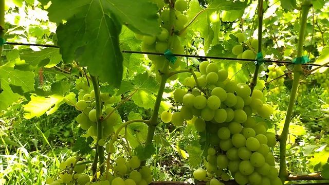 ГФ Нельсон селекции Бурдака А. В стабильный виноград с
