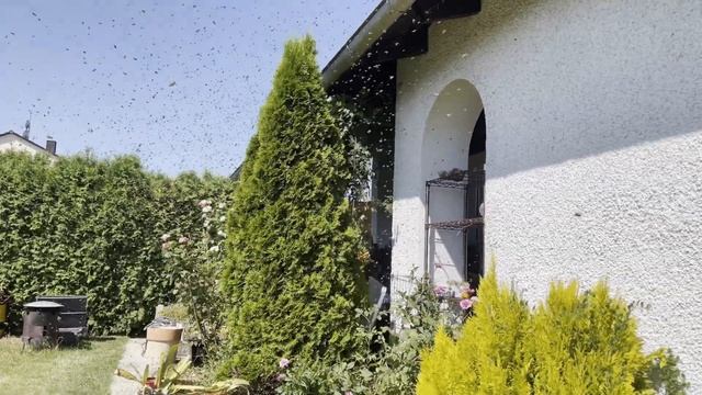 Как пчёлы выбирают дом: разведка и рой на террасе в жил