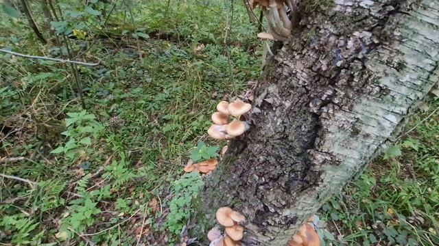 Опята_9 сентября 2025 года _Подмосковный лес