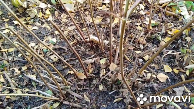 Обрезка гортензии осенью. 