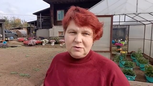 КАК ПОСАДИТЬ ЧЕСНОК ОСЕНЬЮ ? Сажаем ОЗИМЫЙ ЧЕСНОК 🧄❗