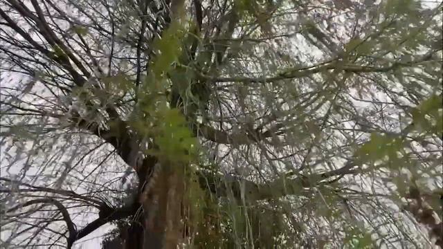 В Сочи в середине апреля цветут декоративные деревья ?