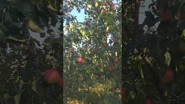 Амулет - осінній сорт яблуні. Інтенсивний літ плодожер