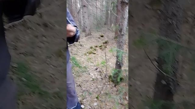 Полезные свойства гриба Саркосома шаровидная 😁🙏😁