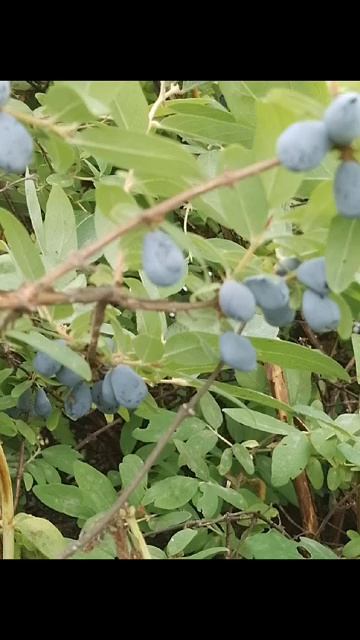 630f51b15dab31cdebc579adf07d8b9e