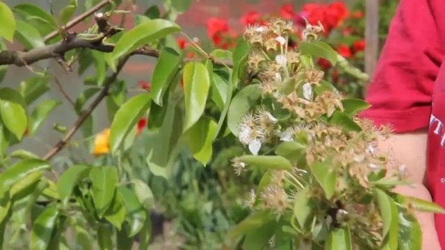 Чем помочь саду и огороду после заморозков? Советы Све