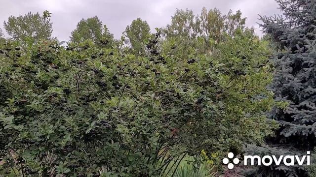 Алматы#ботанический сад#гортензии#атакент.Гуляем...