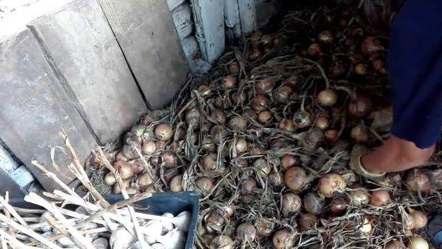 Работа в саду / Компот на зиму яблоки + груша + малина / Ж