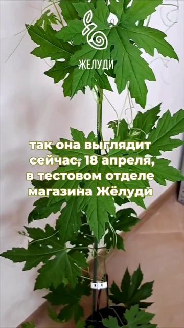 Момордика через два месяца после посева. Что получило?