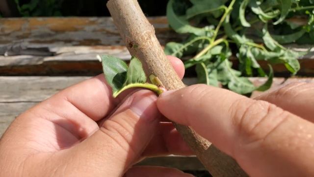 E643353a9569493e3cfc0ea7eb335616