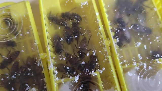 Племенные матки бакфаст от Михаила Гращенко и Алексея