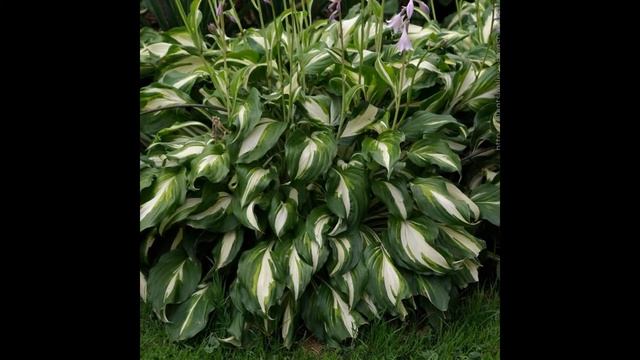 ХОСТА,  или  ФУНКИЯ  (HOSTA  =  FUNKIA)  сем. Хостовые