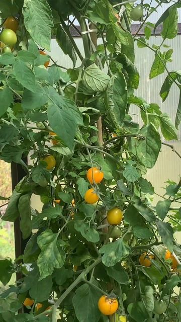 Моя «Прелесть»-моя теплица в начале августа. Я начинаю