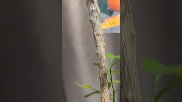 Прививка Аркобалено за кору на сюрприз. 4.08.24