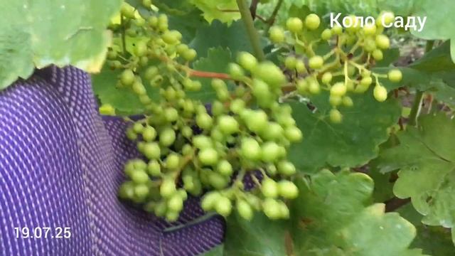19.07.25 Виноград V шпалера. Ландиш (Конвалія) скинув листя