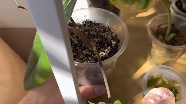 Как ЖИВУТ в ЖАРУ комнатные растения и ОРХИДЕИ на БАЛКО