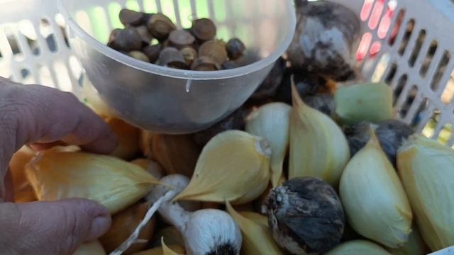 Слоновый чеснок из Англии