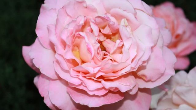 ВОЛШЕБНЫЕ РОЗЫ - Оригинальные фотографии и автор виде?