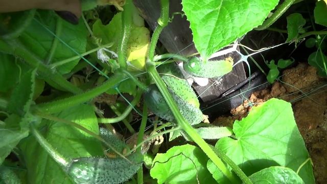 Уход за огурцами для богатого урожая