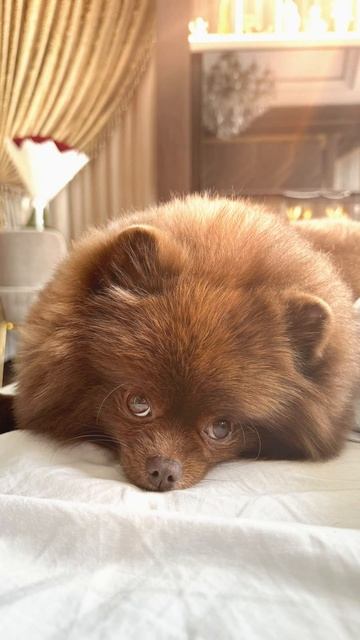 Купание Померанского Шпица 