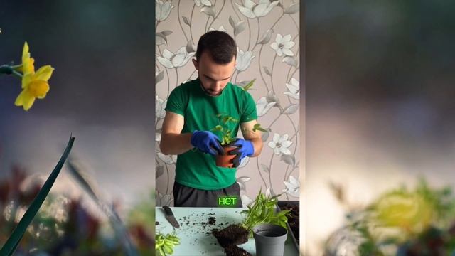 Деление и пересадка папоротника