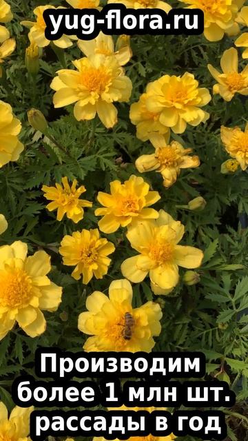 8e34e798145170372af5988adb4e3520