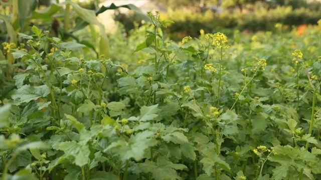 Капуста брокколи от А до Я.