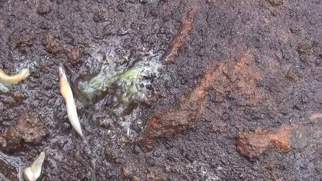 Как избавиться от слизней?  Wie Werden Schnecken Los?.  How To Get Rid Of Slu