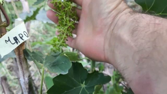 Журавчик Красный, Чародейка, Джокер - развитие прививо