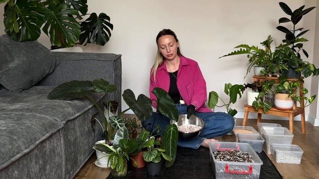 АЛОКАЗИЯ ПОЛЛИ, МОНСТЕРА, ПЕРЕСАДКА В КОКОСОВЫЙ СУБСТ?