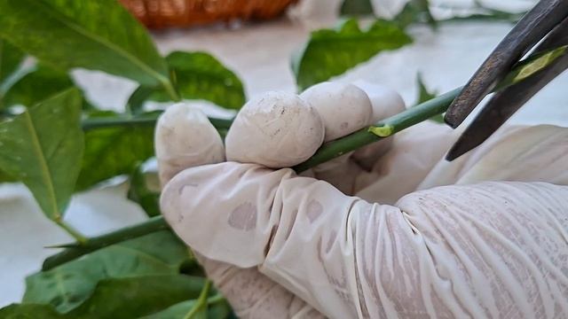 Aa711b69fa386ba55354172f5671da54