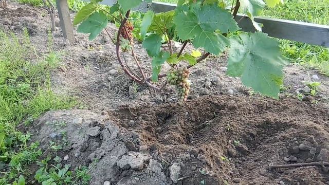 Кишмиш Красень  Окрашивание ягод сигнальной грозди в ?