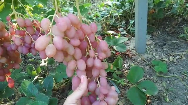 виноград румба