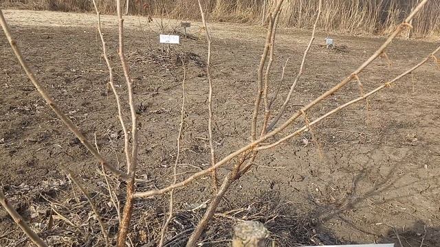 Обрезка Фундука и начало цветения.