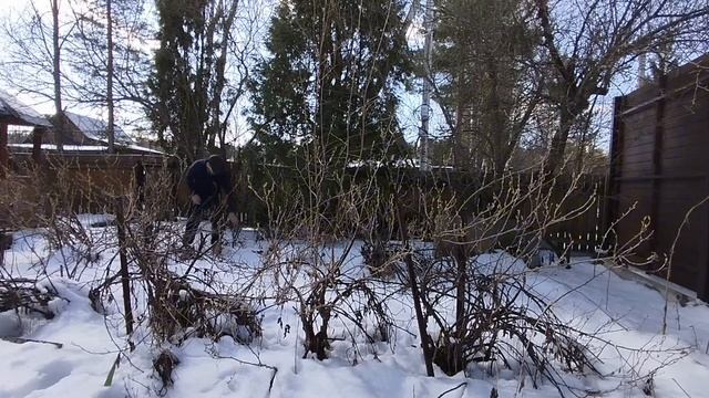 🏠 Дачные развлечения 🌳 Работа в Саду 🧑🌾 Пересадк