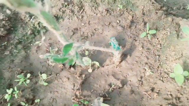 ❗️Очень удобное приспособление для подвязки растени